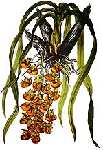 19th C. litho. - Catasetum longifolium from Sertum Orchidacearum