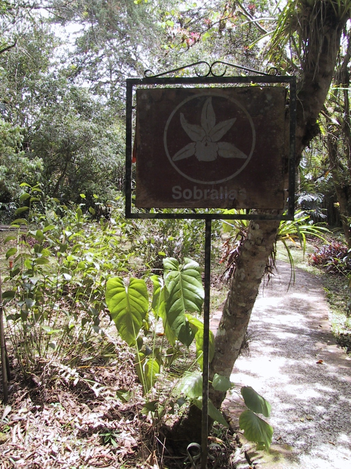 Sobralia sign at Lankester Gardens, CR