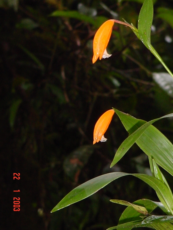 Sobralia photo by Moises Cavero