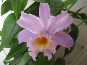 Sob. Raymond photo by hybridizer Bruce Rogers