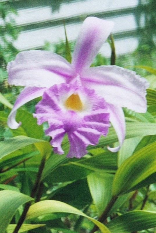 Sobralia Songbird 'C Major' photo by Peter Elfleet, 2006