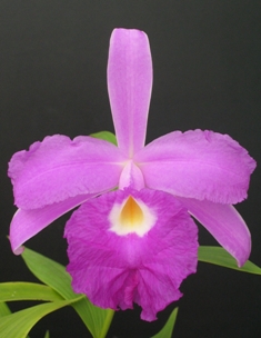 Sobralia Songbird 'First Note'