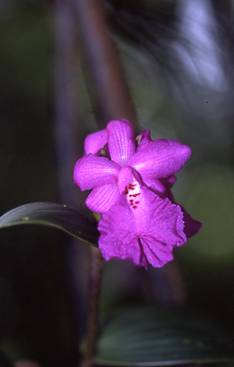 Sobralia amabilis photo by Alan Miller, C.R.