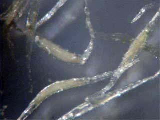 Reflected light photo by Lacey Powell, Meyers Conservatory