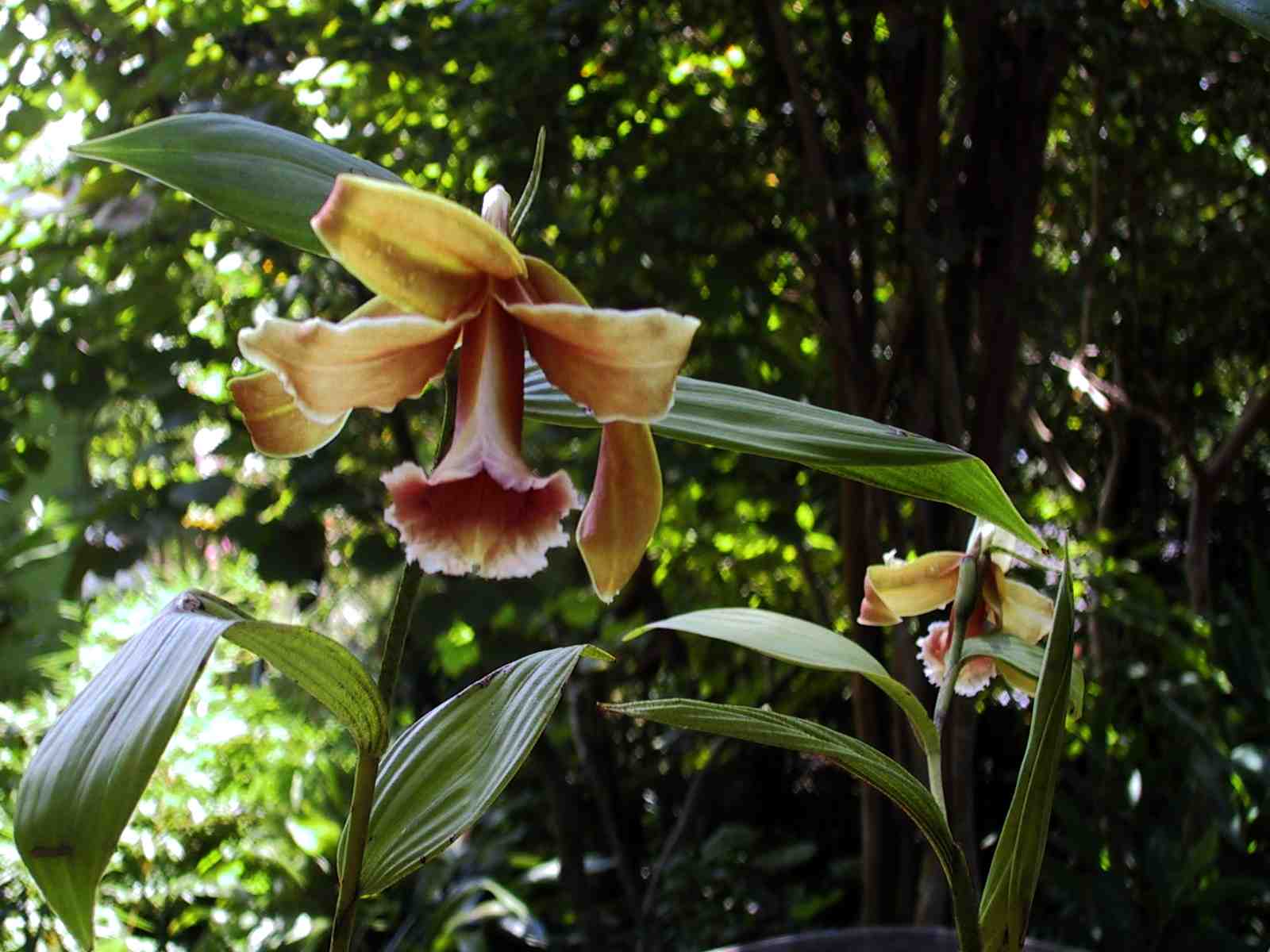 Sobralia melanothrix photo by Nina Rach