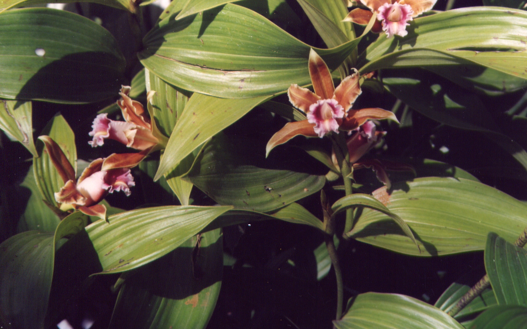 Sobralia atropubescens pix by Jay Vanini