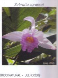 Sobralia cardosoi