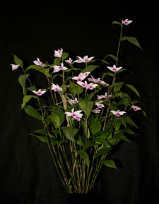 Sob. decora 'Mello Spirit' photo by Danny Lentz