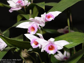 Sob. decora 'Mello Spirit' CCM/AOS photo by Danny Lentz