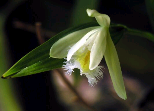 Sobralia fragrans by Helmut Deutsch