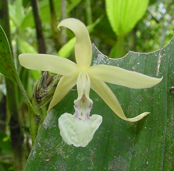 Photo by Alexander Reynolds, UC Davis