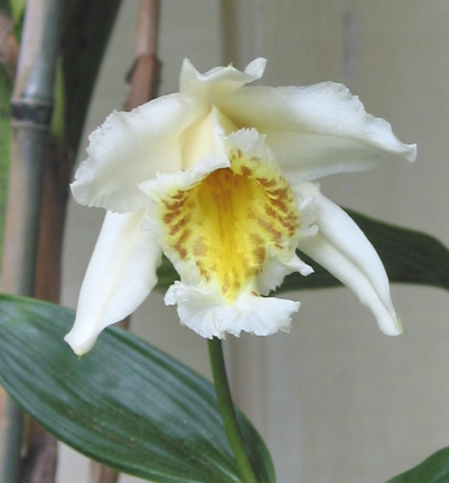 Sobralia lindleyana photo by Virginia Magnus