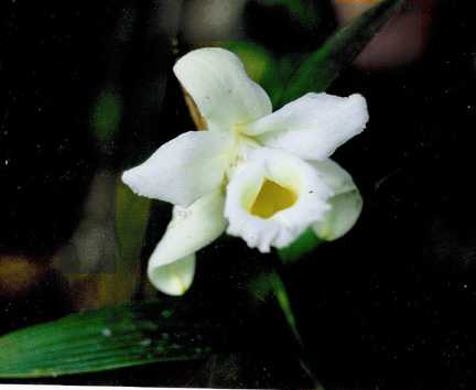 Sobralia macra photo by Adam Karremans