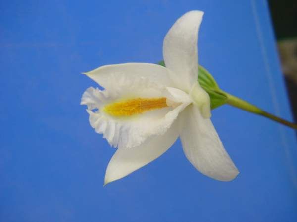 Sobralia mariae photo from Andres Maduro
