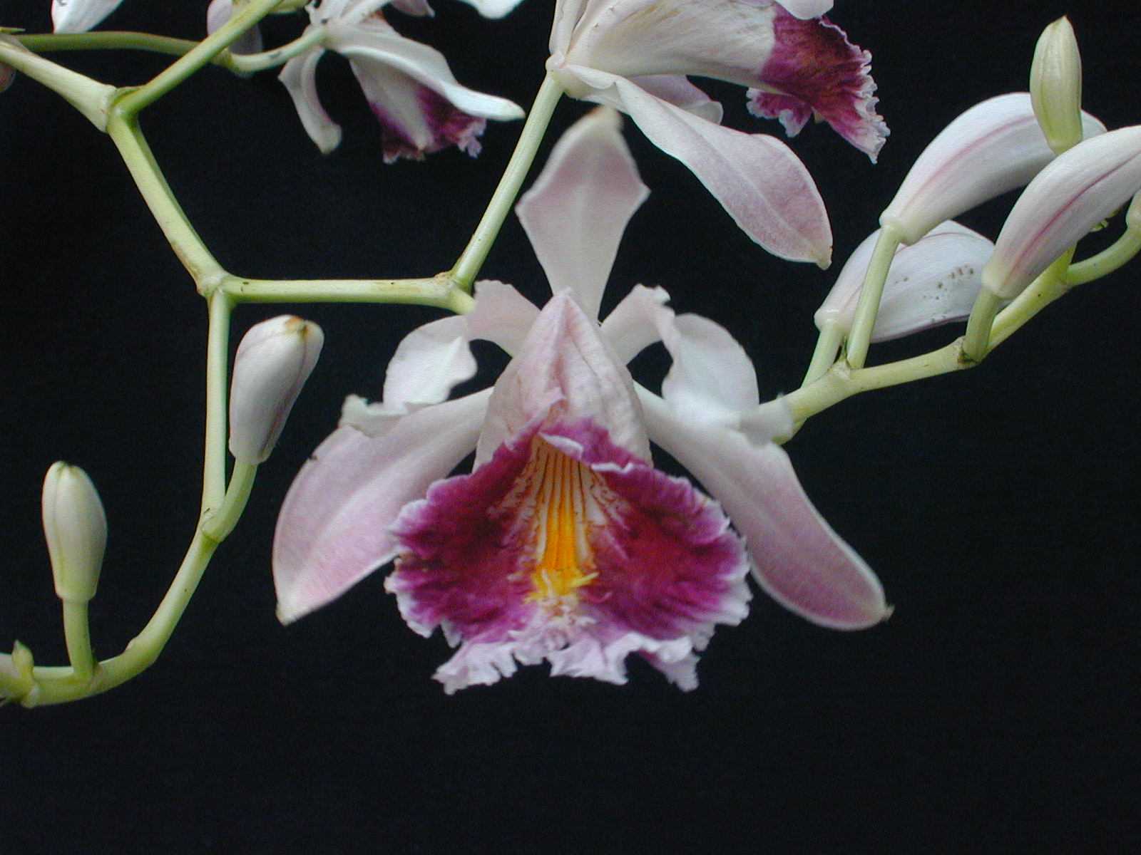 Sobralia roezlii photo by Juan Carlos Uribe