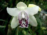 Sobralia undatocarinata photo by A. Maduro