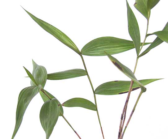 Sobralia virginalis photo by Greg Allikas