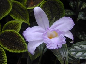 Costa Rican Sobralia by Michael LeMay
