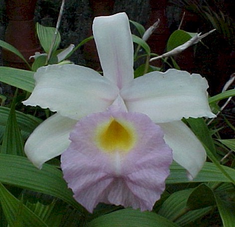 Sobralia Mirabilis photo from Santa Barbara Orchid Estate