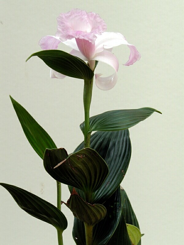 Sobralia amparoae by Walter Schug