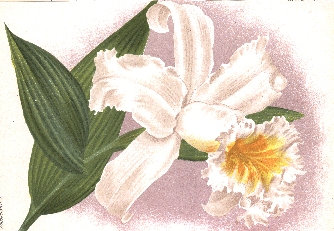 Sobralia beyeriana illus.