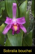 Sobralia bouchei by A. Maduro