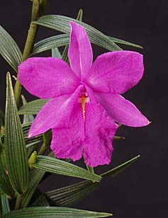 Sobralia callosa photo by Greg Allikas