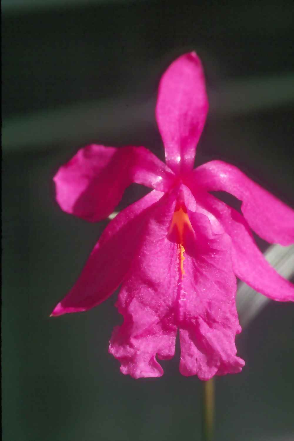 Sob. callosa by Ted Green