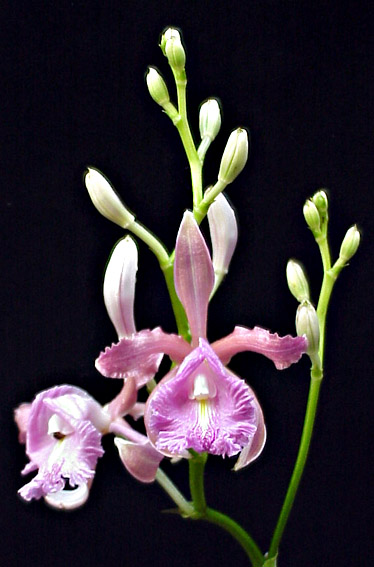 Sobralia cattleya photo by Guillermo Angulo - Tegualda Gardens, Colombia