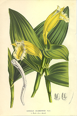 Sobralia macrophylla from Flore des Serres by Van Houtte, 1853
