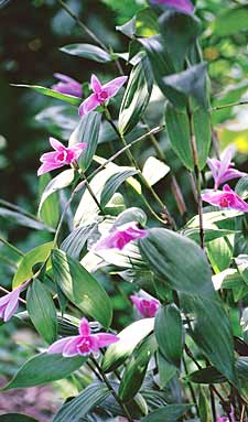 Sobralia decora photo by Greg Allikas