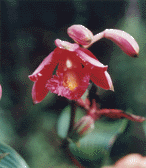 Sobralia dichotoma from Peru; photo Roger Valencia?
