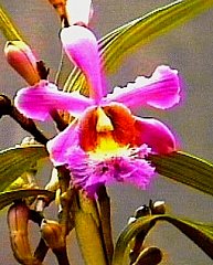 Sobralia dichotoma by Olin Karch, from Machu Picchu, Peru