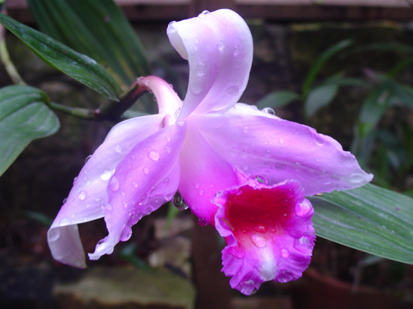 Sobralia fenzliana photo by Copan Nature Center