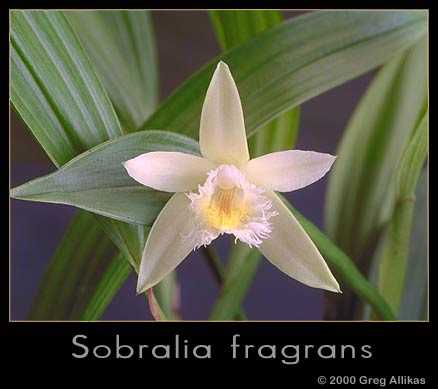 Sobralia fragrans by Greg Allikas