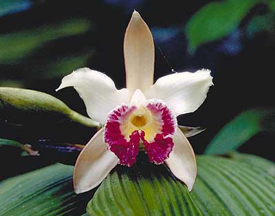 Sobralia gloriosa by Greg Allikas