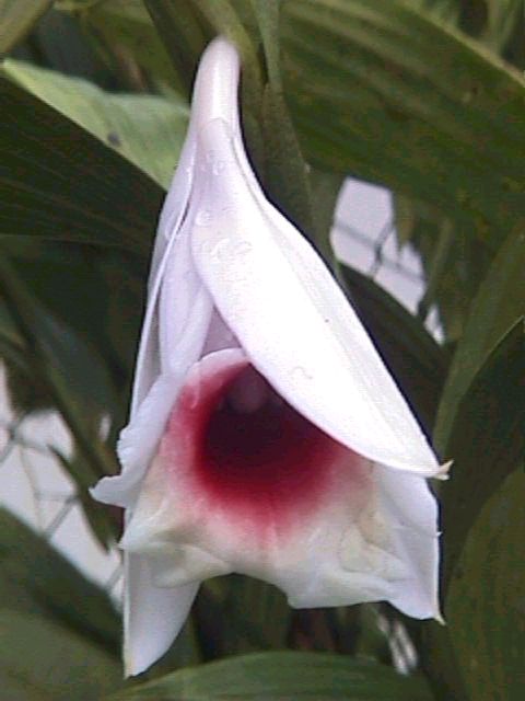 Sobralia helleri photo by Andres Maduro