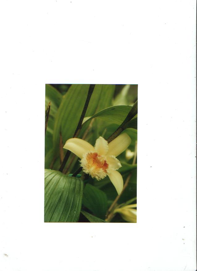 Sobralia hirta photo by Erica Abad