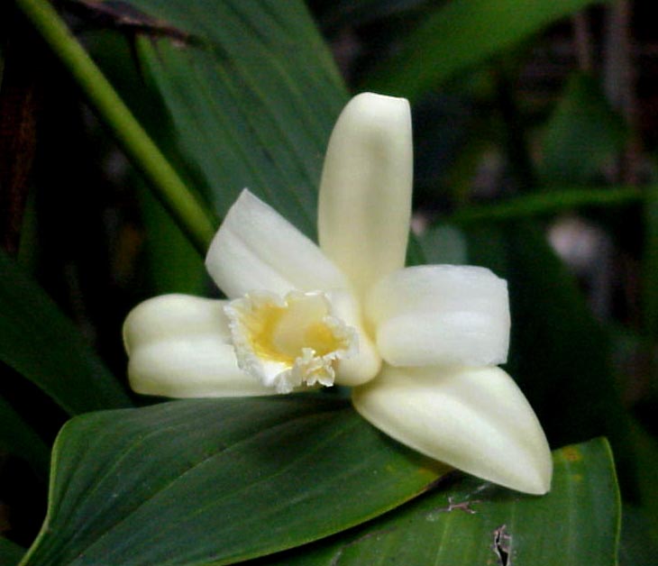 Sobralia klotzscheana photo by Dave Hunt