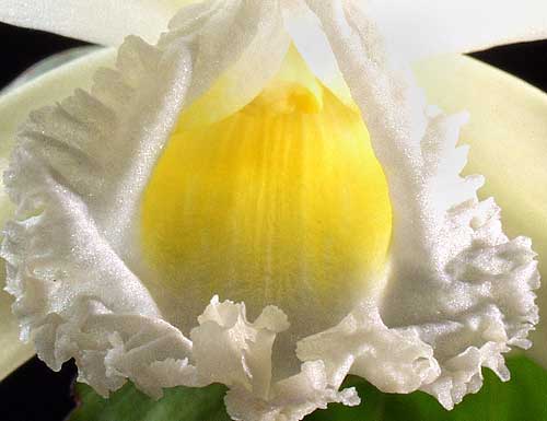Sobralia macrophylla lip closeup by Greg Allikas