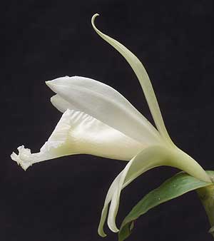 Sobralia macrophylla flower profile by Greg Allikas