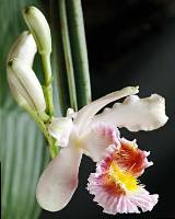 Photo of Sobralia mutisii from Guillermo Angulo