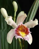 Photo of Sobralia mutisii from Guillermo Angulo
