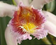 Photo of Sobralia mutisii from Guillermo Angulo