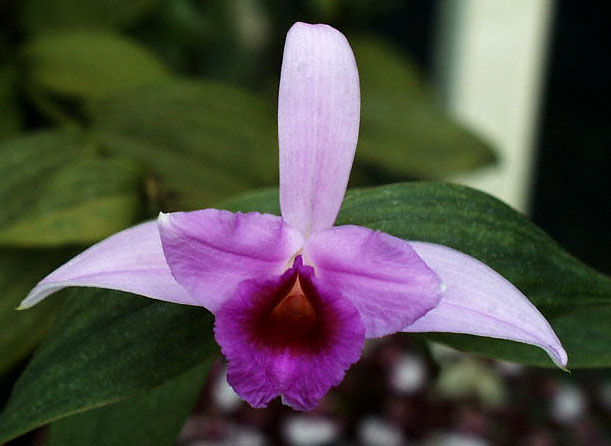 Sobralia sessilis closeup by Dale Borders