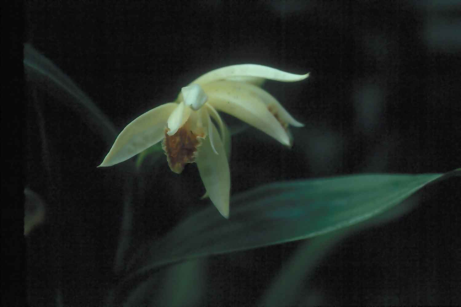 Sobralia suaveolens photo by Ted Green