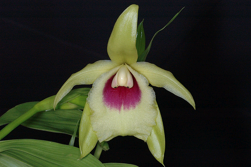 Sobralia turkeliae photo by Eric Hunt, September 2005