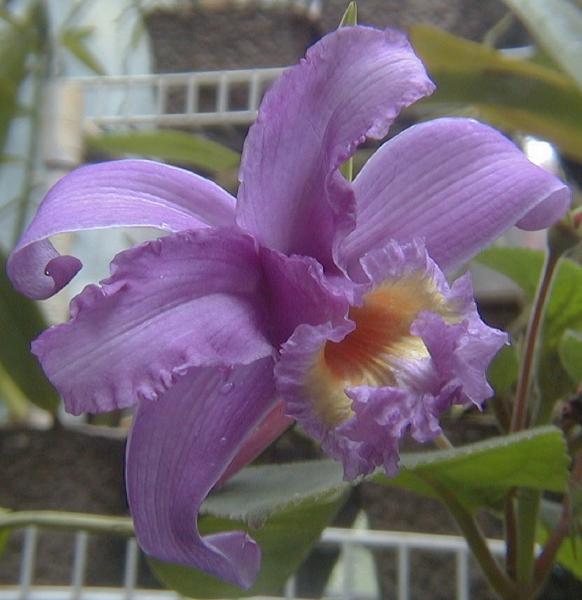 Sobralia violacea photo by Patricia Harding