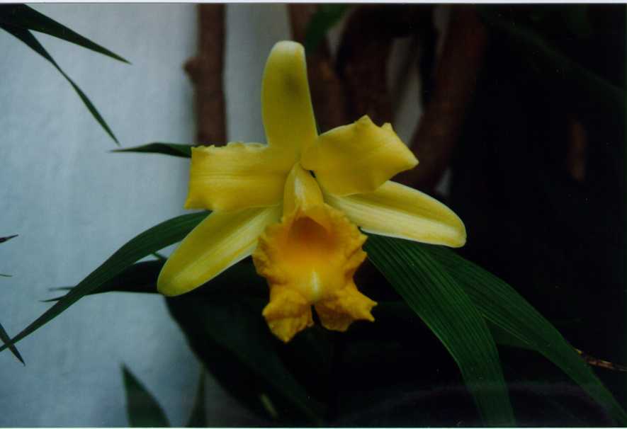 Sob. xantholeuca by Jay Vannini