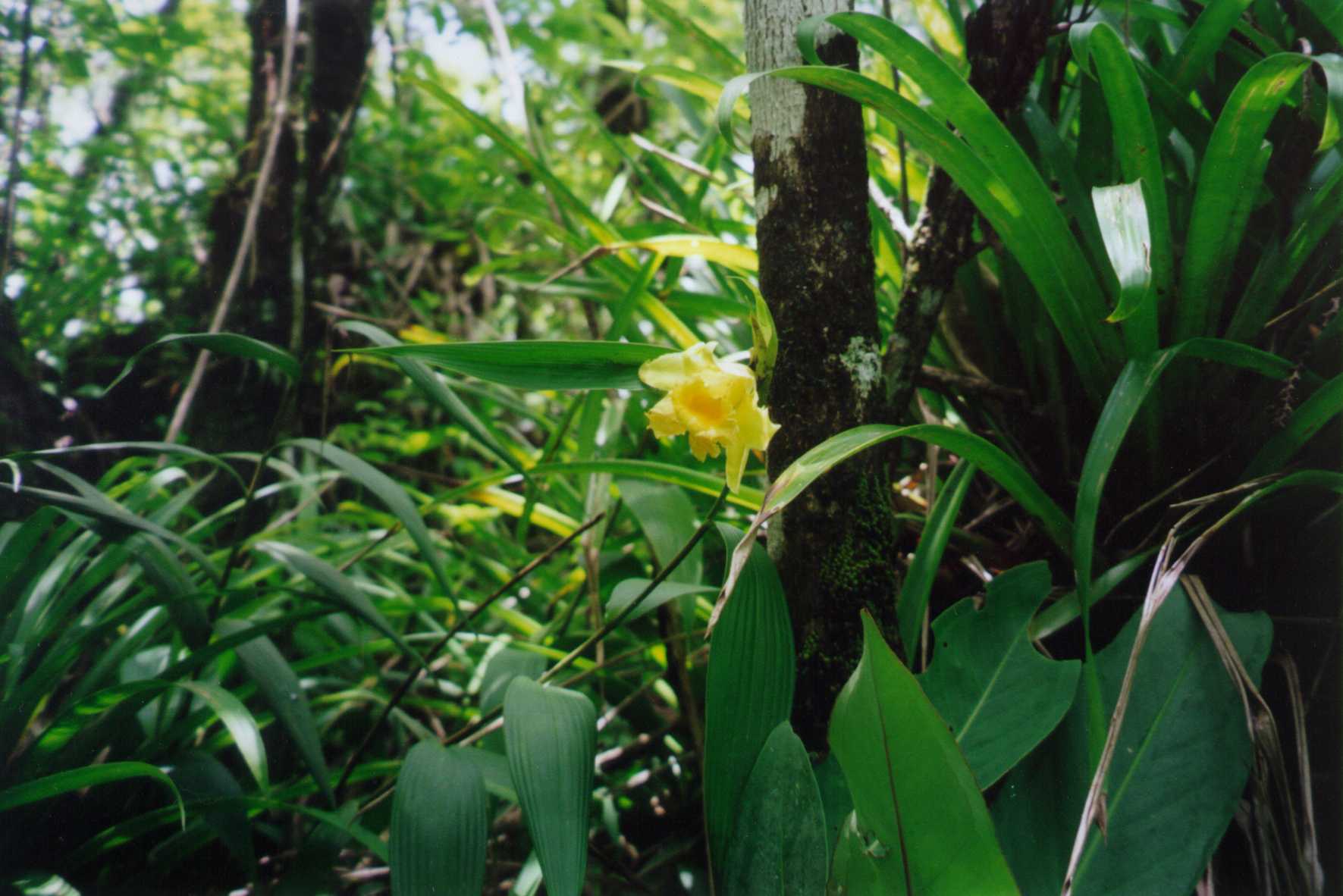 Sob. xantholeuca photo by Jay Vannini